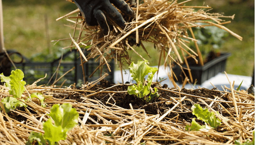 Mulching Magic