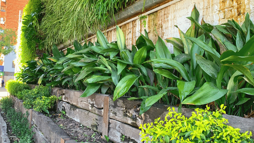 Vertical Gardening