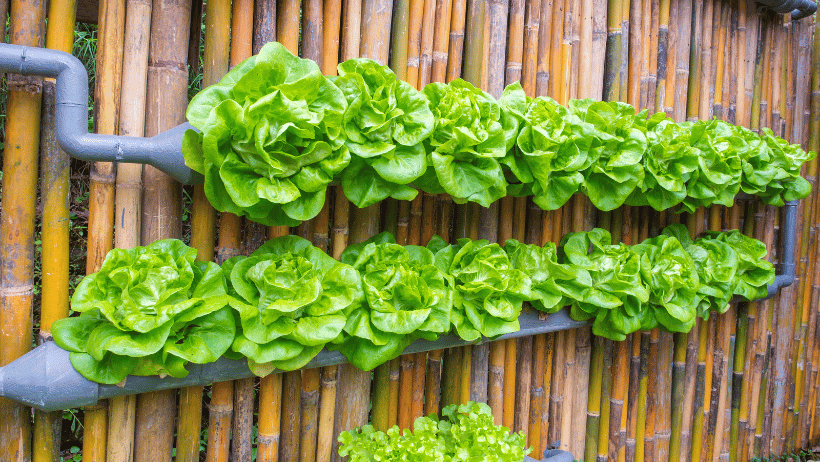 Vertical Gardens