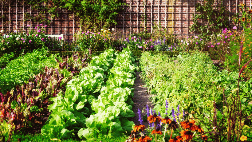 Lasagna Gardening
