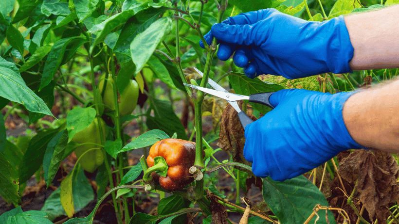 Pruning Techniques for Optimal Plant Growth