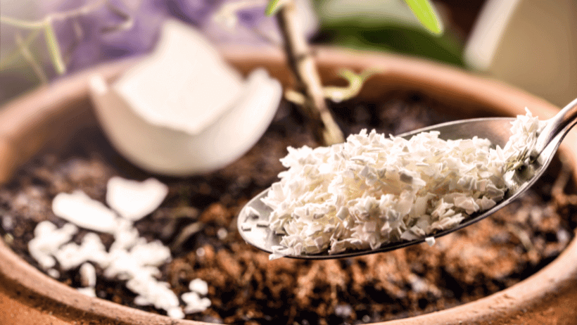 Eggshell Fertilizer