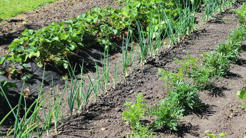 Companion Planting