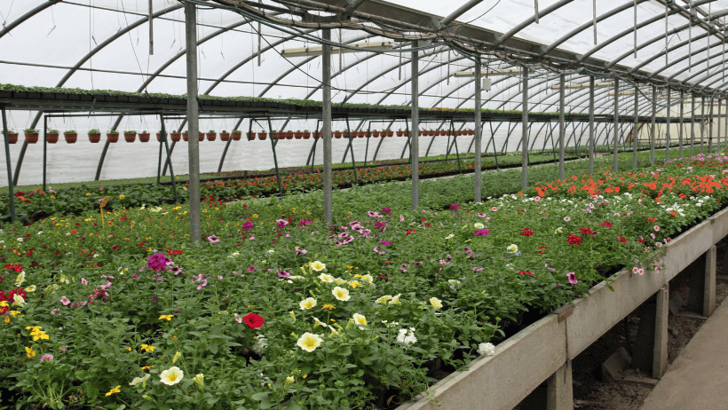 Intensive Planting