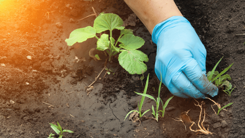 Weed Control Hacks