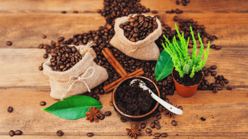 Using Coffee Grounds as Mulch