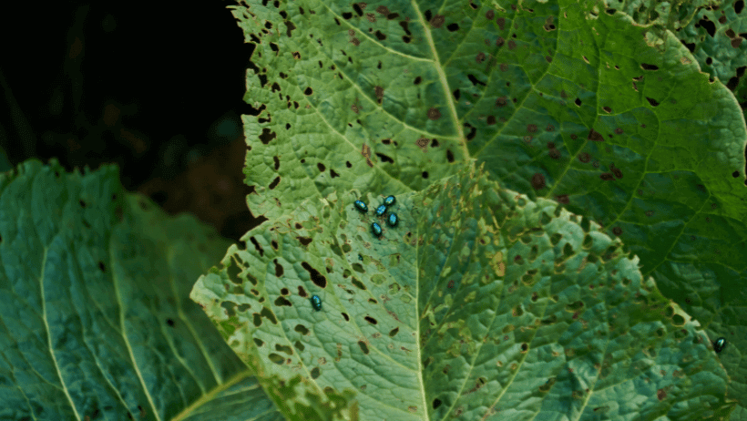 Pest Management Made Simple