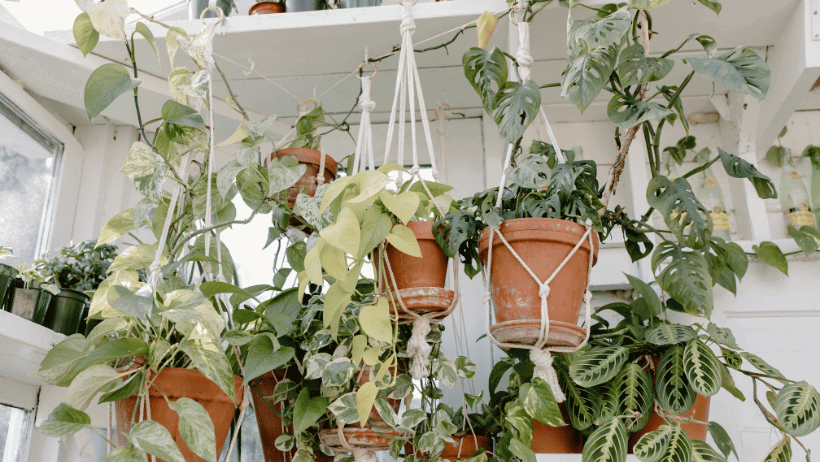 Hanging Gardens
