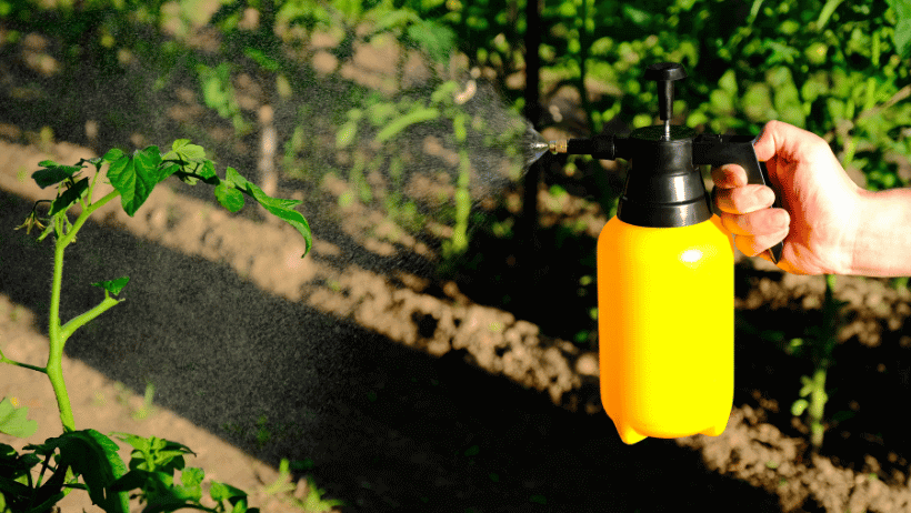 Companion Planting for Natural Pest Control