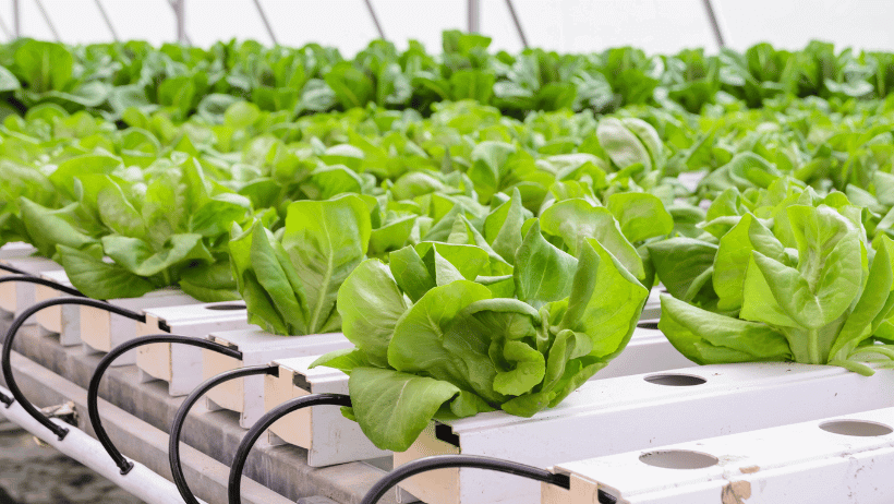 Aquaponics