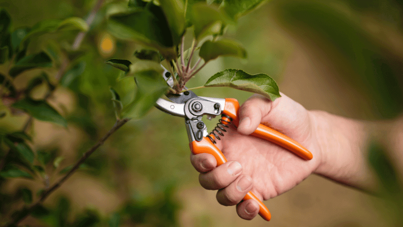 Pruning Power