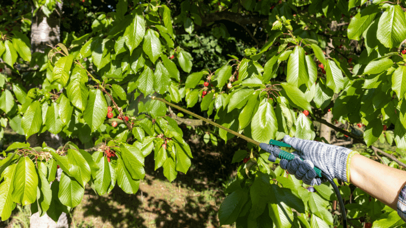 Homemade Organic Pesticides