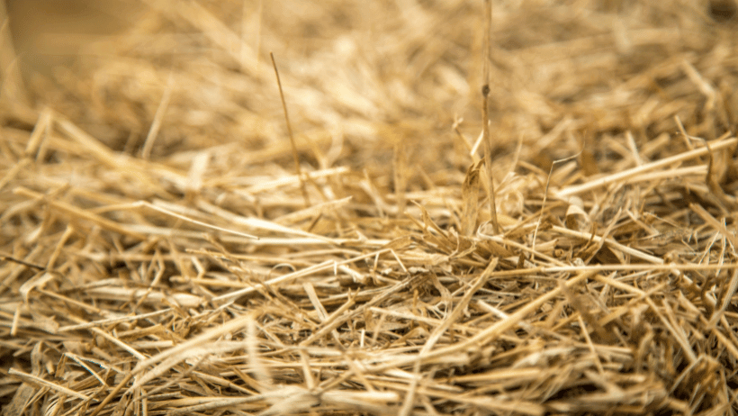 Straw Bale Gardening