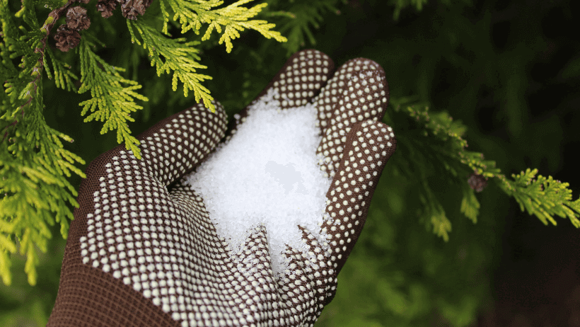 Utilizing Epsom Salt in the Garden