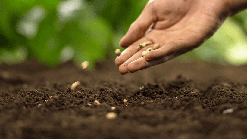 Seeds Bombs