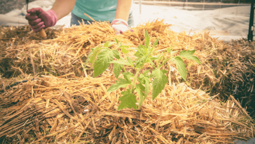 Straw Bale Gardening