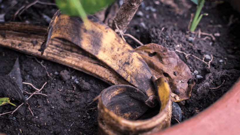 Banana Peels as Plant Food