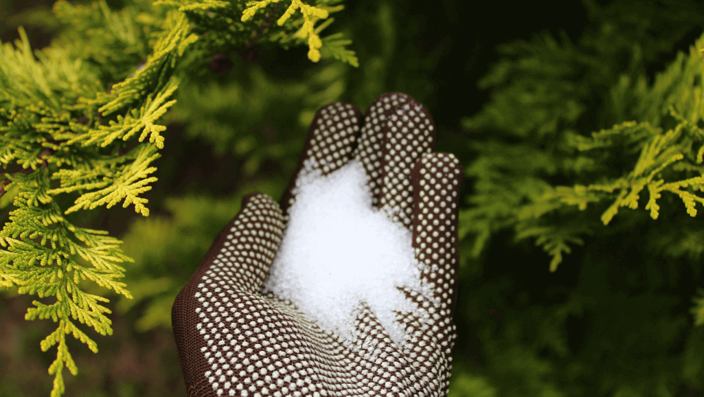 Epsom Salt for Healthier Plants