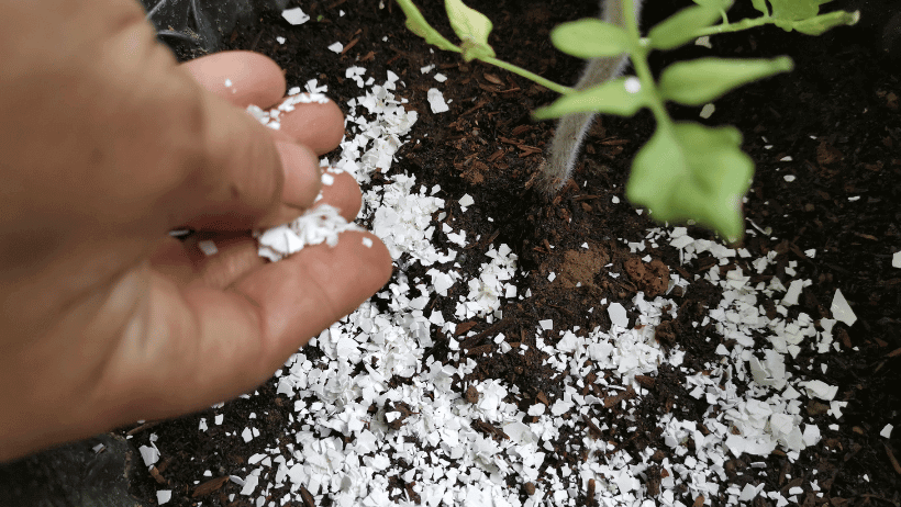 Eggshells for Pest Control