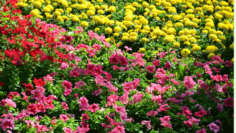Garden Mosaics