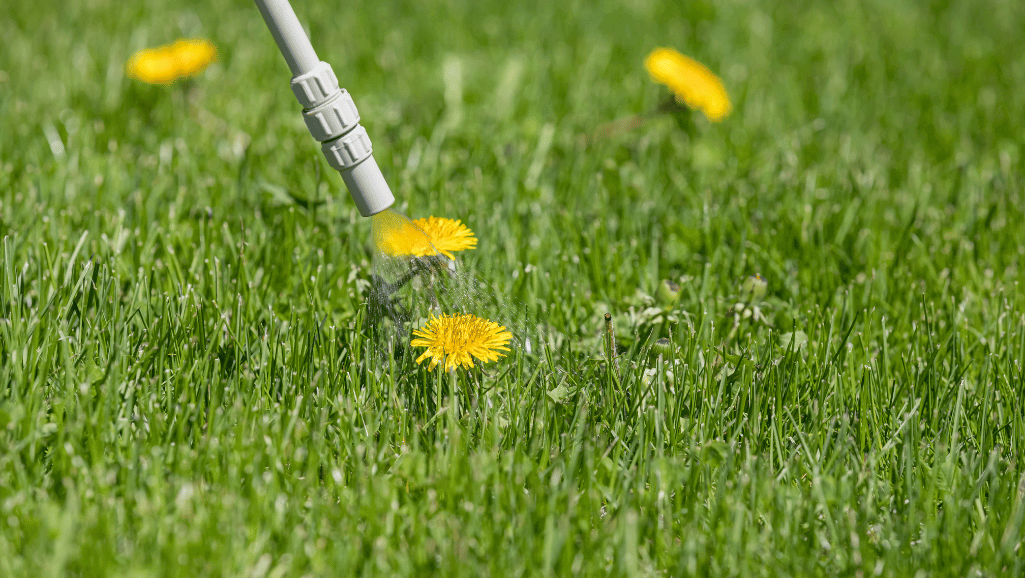 Vinegar as a Weed Killer
